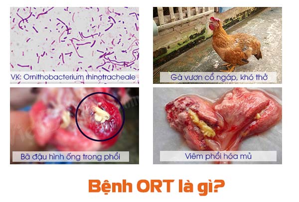 Bệnh ort ở gà đá