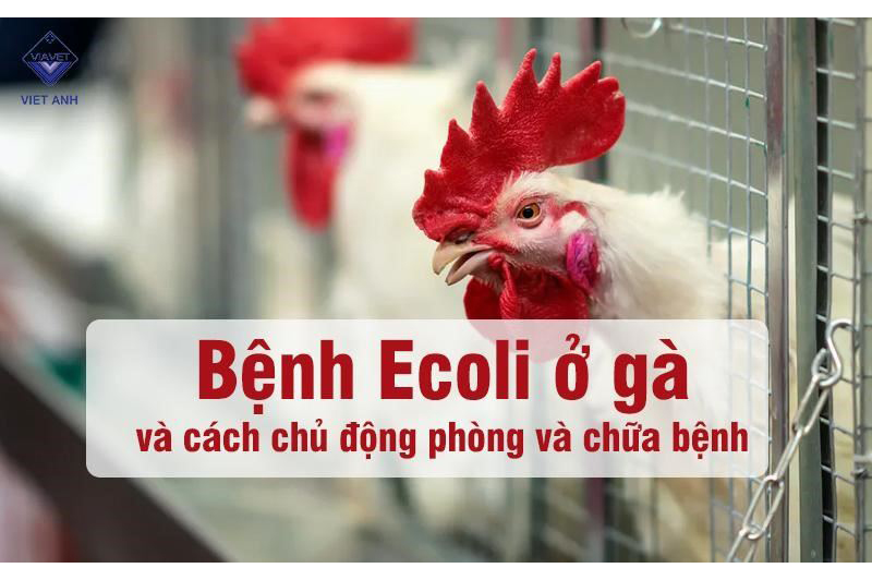 Benh Ecoli