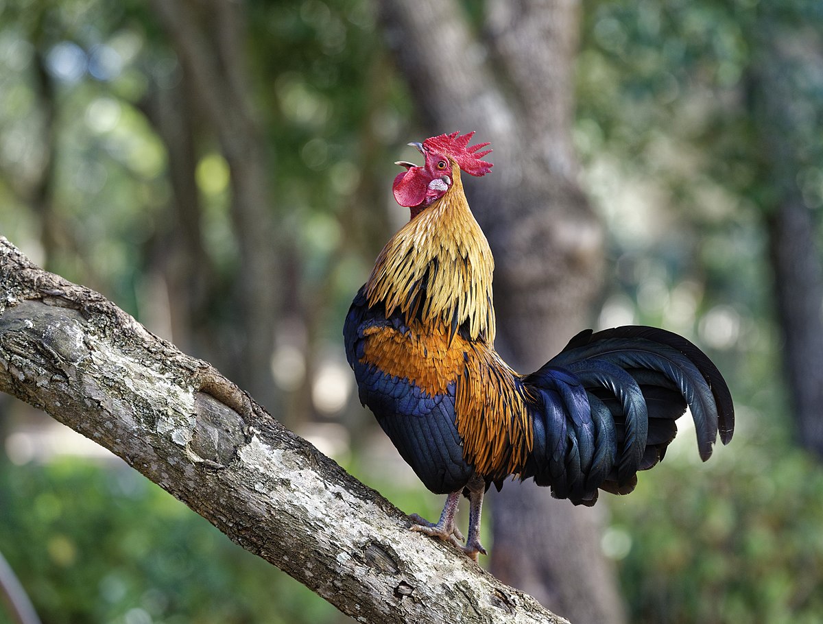 Junglefowl on tree