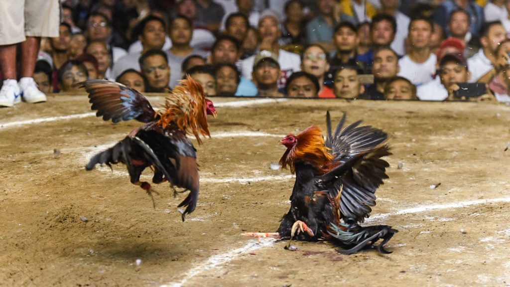 cockfight birds fighting 1024x576 1