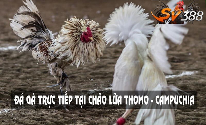 truc tiep da ga thomo hom nay ngay