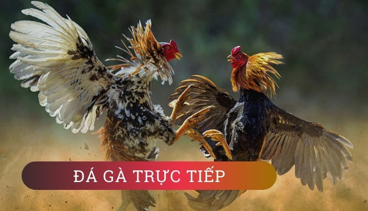 Đá gà trực tiếp gian lận