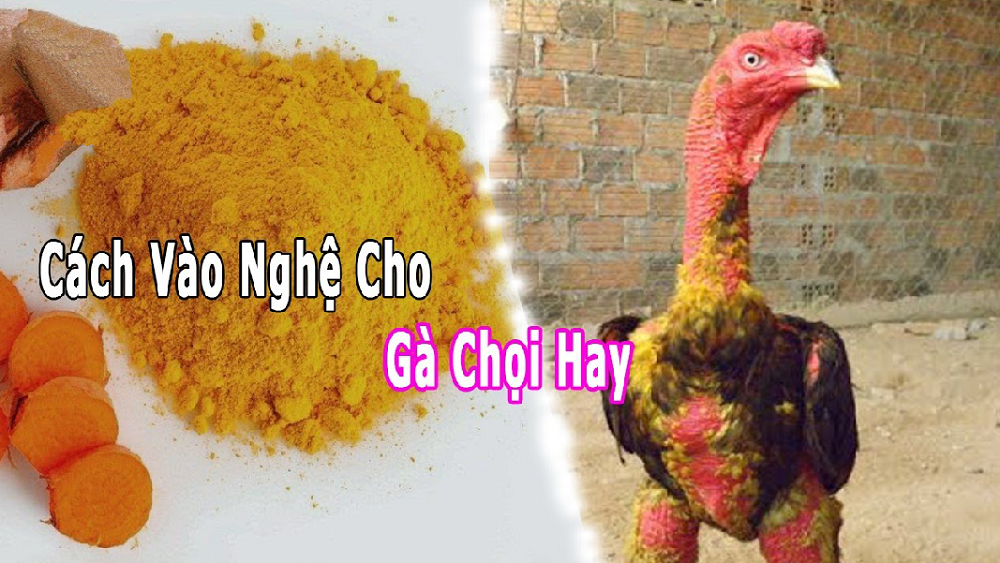 vao nghe cho ga choi