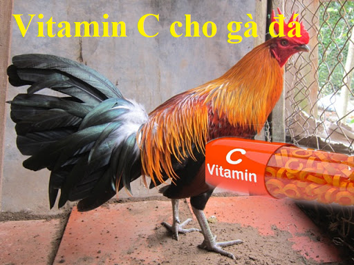 vitamincchoga