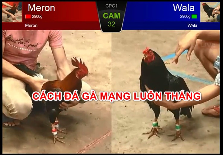 Mẹo đá gà thomo