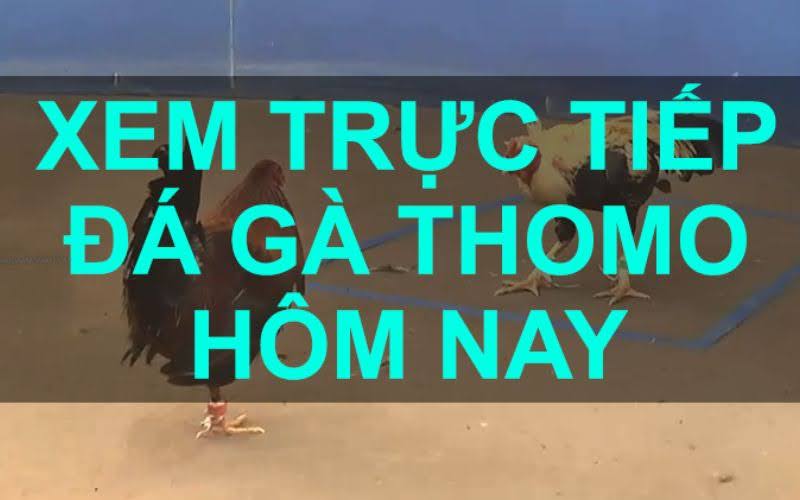 Phần Mềm Trực Tiếp Đá Gà Thomo