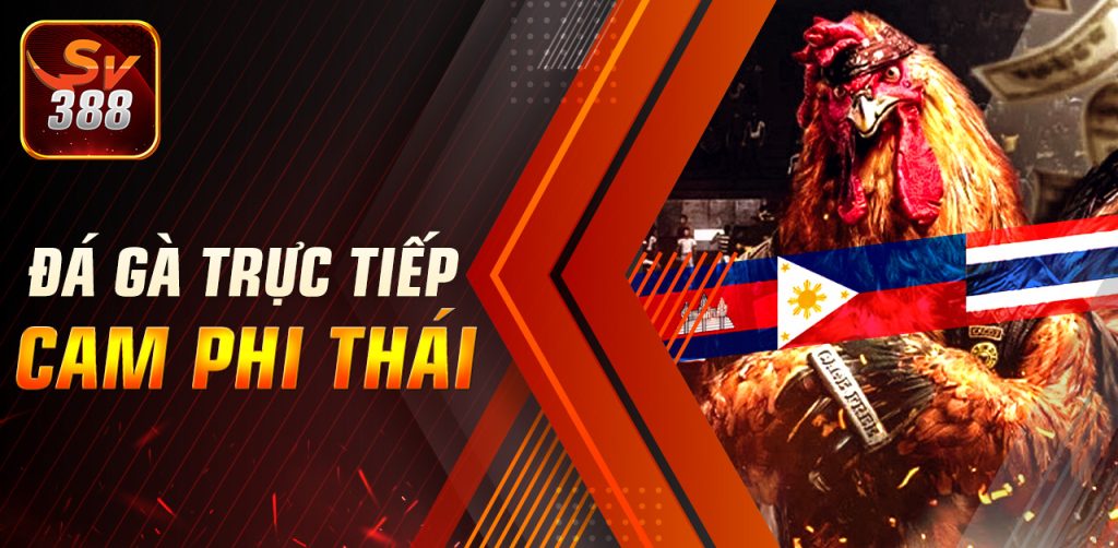 Cược đá gà casino trực tiếp