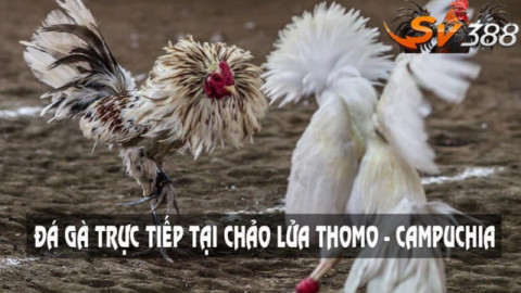 Trực tiếp đá gà hôm nay