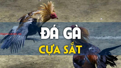 da ga cua sat