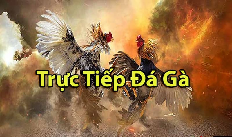 Xem trực tiếp đá gà Thomo