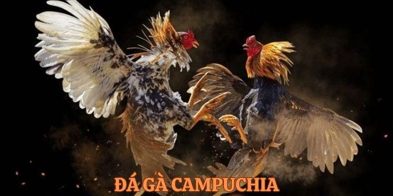 Đá gà campuchia trực tiếp