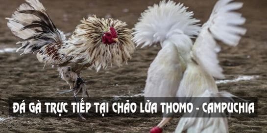 Kênh Đá Gà Trực Tiếp