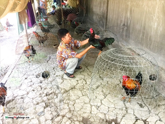 Nuôi gà đá cựa