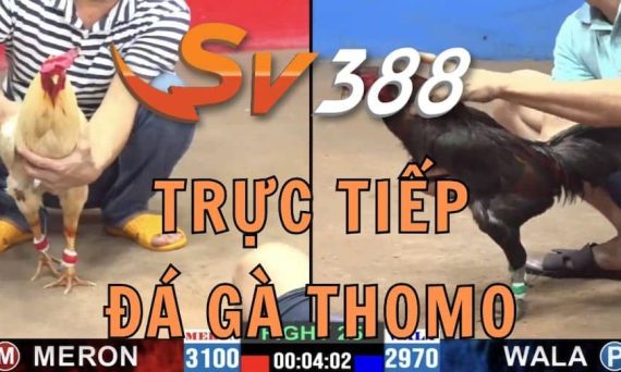 truc tiep da ga thomo 1