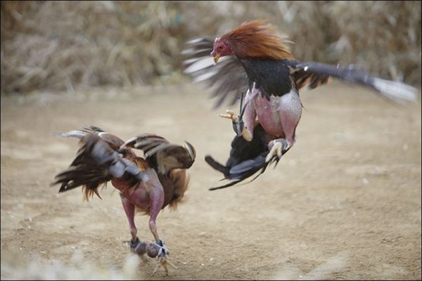 Cánh Gà Đá Cựa Sắt