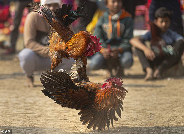 Yết Hầu Gà Đá