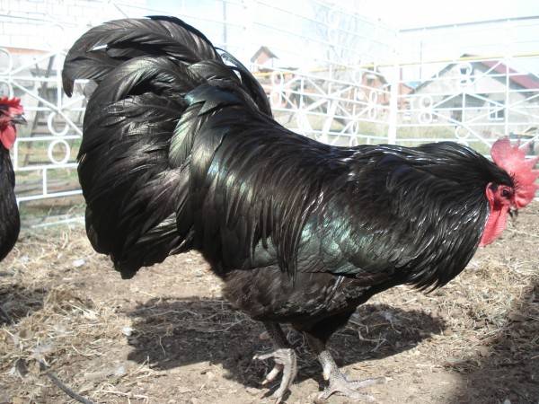 Gà Australorp