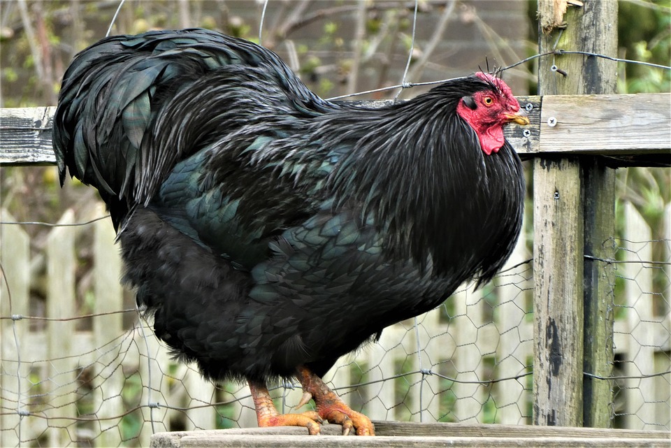 Gà Australorp