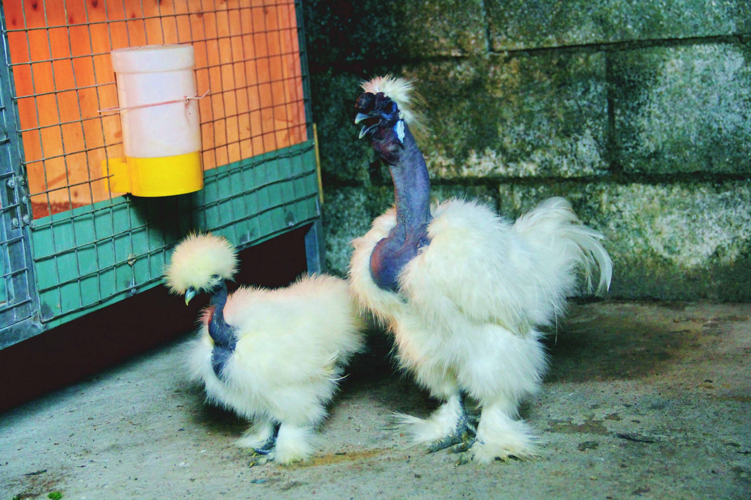 Gà Showgirls