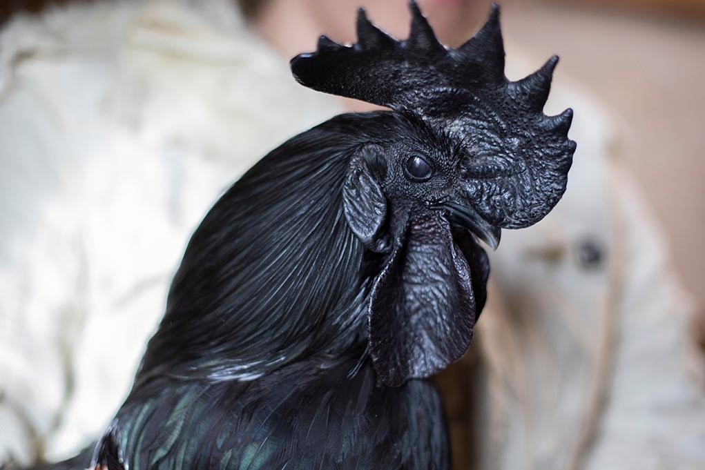 Gà Ayam Cemani