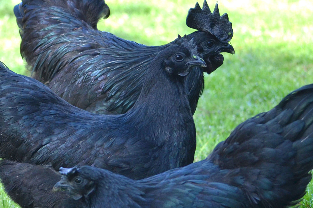 Gà Ayam Cemani