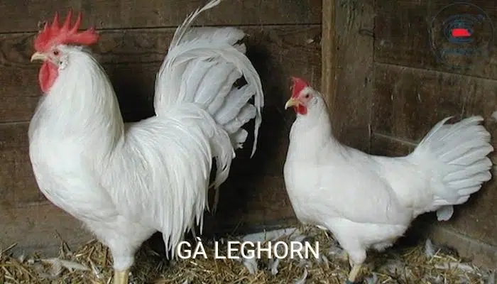 Gà Leghorn